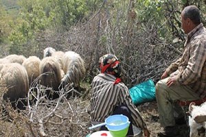 Yaylada Süt Sağımı Başladı
