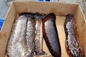 Çanakkale de ele geçirildi