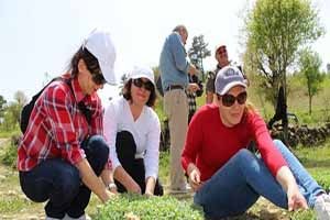 Manavgatlı çiftçi kekik üretimine yöneldi