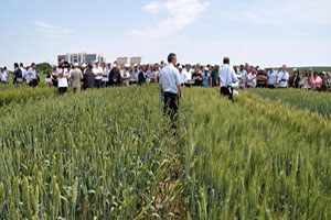 Çiftçiler Yeni Buğday Türüyle Tanıştı