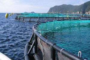 Su ürünleri yetiştiricilerine iyi haber