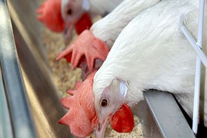 Yumurta ve beyaz et yasağına karşı Irak a heyet göndereceğiz