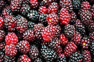 Böğürtlen sevindirdi