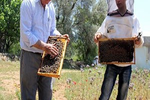 Muğla Arısı Islah Edildi