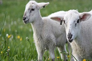 Uşak ta En iyi besi hayvanı yarışması