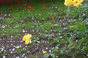 Kırıkkale de dolu yağışı ekili alanlara zarar verdi