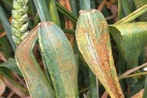 Kulu da Çiftçilere Sarı Pas Uyarısı