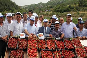 Seydişehir in Bazı Mahallerini Çekirgeler İstila Etti