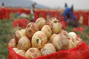 Ceyhan da Kuru Soğan Hasadı