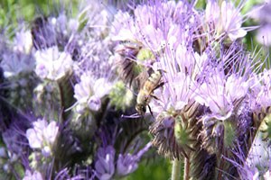 Arılardaki Bal Verimi Arıotu Bahçeleri ile Artırılacak