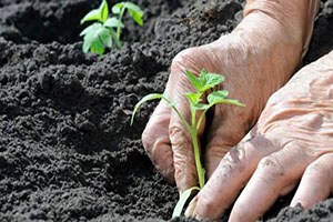 Bafra da 3 Ekolojik Yaşam ve Tohum Takası Şenliği