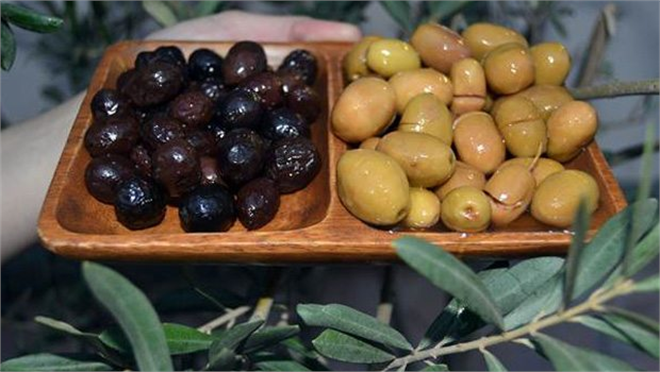 Zeytinde mantar tehdidi