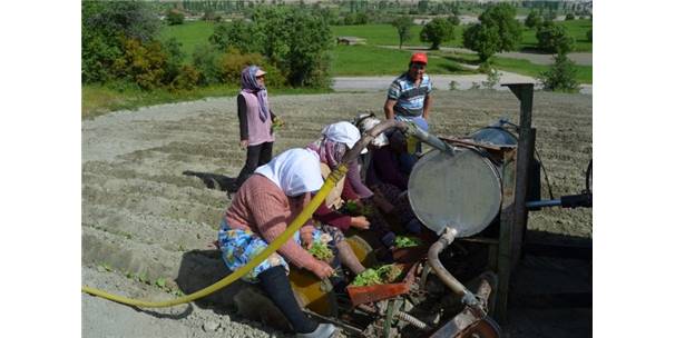 Selendi de Tütün Üreticisinin Tatlı Çilesi Başladı