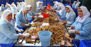 İncir Üreticiden 5 Liraya Çıkıyor Markette 32 Liraya Satılıyor