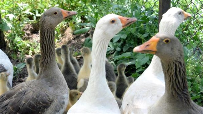 Mevsimlik Tarım İşçileri, `Sebze Sepeti` Projesiyle Kendileri İçin Üretiyorlar