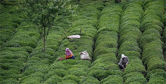 Çayda üretim artıyor
