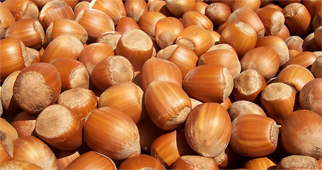 Fındıkta ikinci gübre dönemi