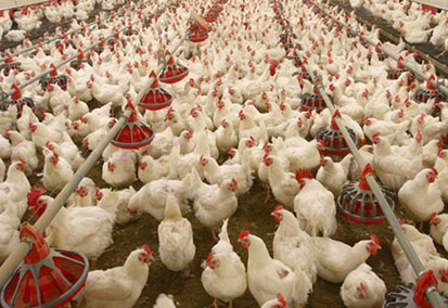 Kanatlı sektöründe GDO lu soya krizi