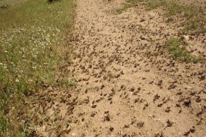 Çekirgeler Kilis te Köyleri İstila Etti