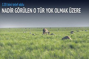 Bakteriler 120 bin antilobu telef etti