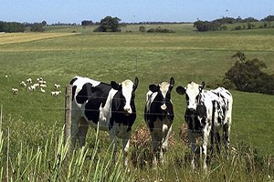 Süt sektörü kota tehdidine hazırlıklı mı