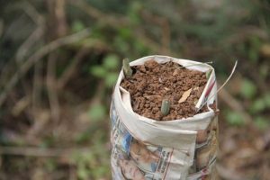 Bursa da Yabani Zeytinler Aşılanıp Yöre Halkına Dağıtılıyor