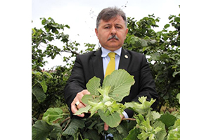 Fındıkta Küllenme Hastalığı Üreticiyi Tedirgin Ediyor
