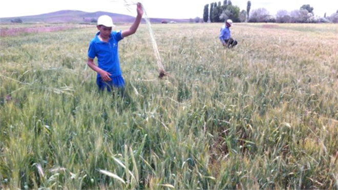 Çiftçiler Tohumluk Buğday İçin Tarlasındaki Çavdarı Temizliyor