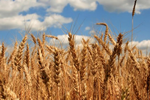 Buğdayda müdahale alım fiyatı açıklandı