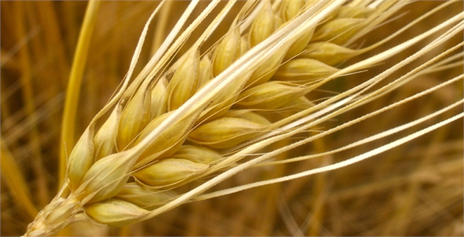 Buğdaya sürpriz fiyat Tonu 862 lira