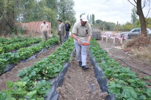 Sorgun da çilek üretimi gelişiyor