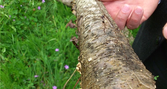 Fatsa Gıda Tarım ve Hayvancılık Müdürlüğü nden zirai ilaç uyarısı