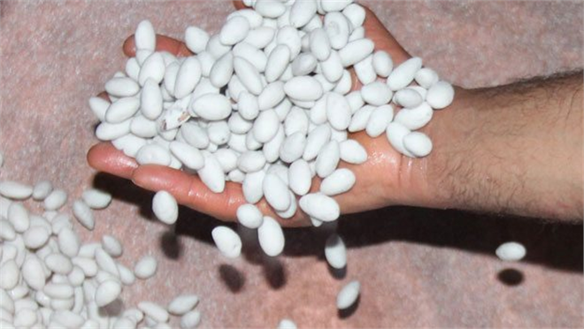 Datça nın nurlu bademi tescillendi