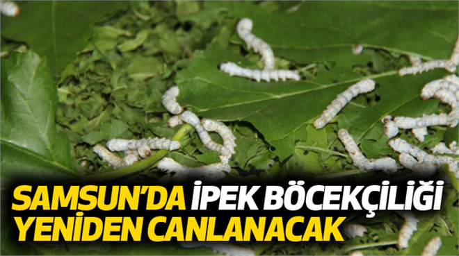 Samsun da İpek Böcekçiliği Yeniden Canlanacak