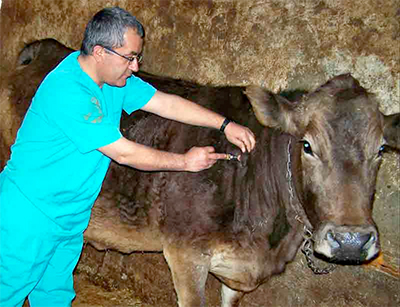 Giresun da hayvanlara yönelik aşılama çalışmaları