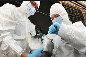 Kuş Gribi Bursa Mudanya ya Sıçradı