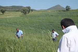 Beyşehir de Ekili Alanlara 43 Bin Parazitoit Bırakıldı