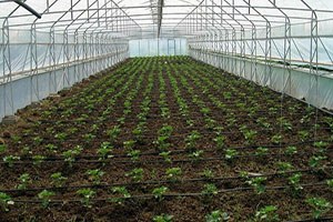 Türkiye Örtü Altı Tarımda Dünya Beşincisi