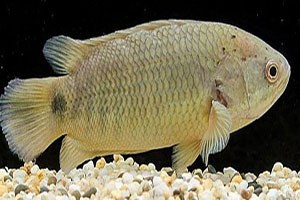 Tırmanan levrek halkın kabusu oldu