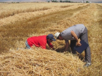 Araban Ovası nda Biçerdöver Kontrollerden Geçiriliyor