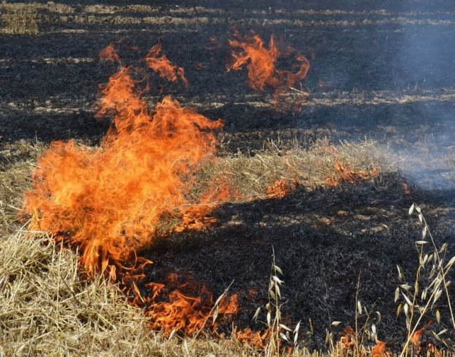 Anız yakana para cezası verilecek
