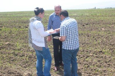 Muş ta Yem Bitkileri Kontrol Ediliyor