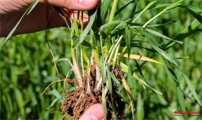 Hububat Tarlalarında Süne Mücadelesi