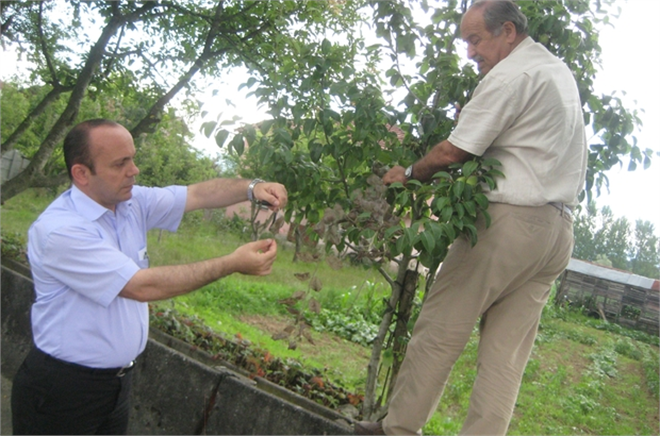 Düzce de Amerikan Beyaz Kelebeğine Karşı İlaçlı Mücadele