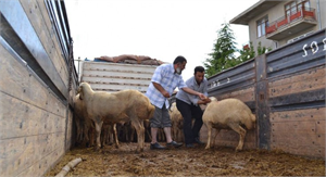 Kulu da Hibe Olarak 47 Koç Dağıtıldı