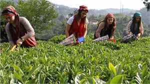 2014 Yılı Yaş Çay Budama Bedelleri Çaykur Tarafından Ödendi