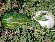 Karpuzda Kabak Aşısı Sorunu Yaşanıyor