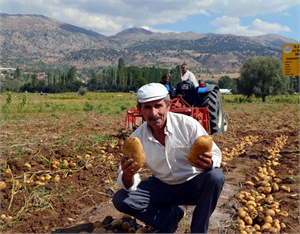 Patateste Rekoltenin Artması Bekleniyor