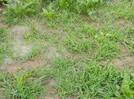 Afyon daki Çiftçiler Tohum Desteği ve Kredilerin Ertelenmesi İstiyor