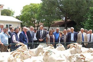 21 Üreticiye 51 Saanen Tekesi